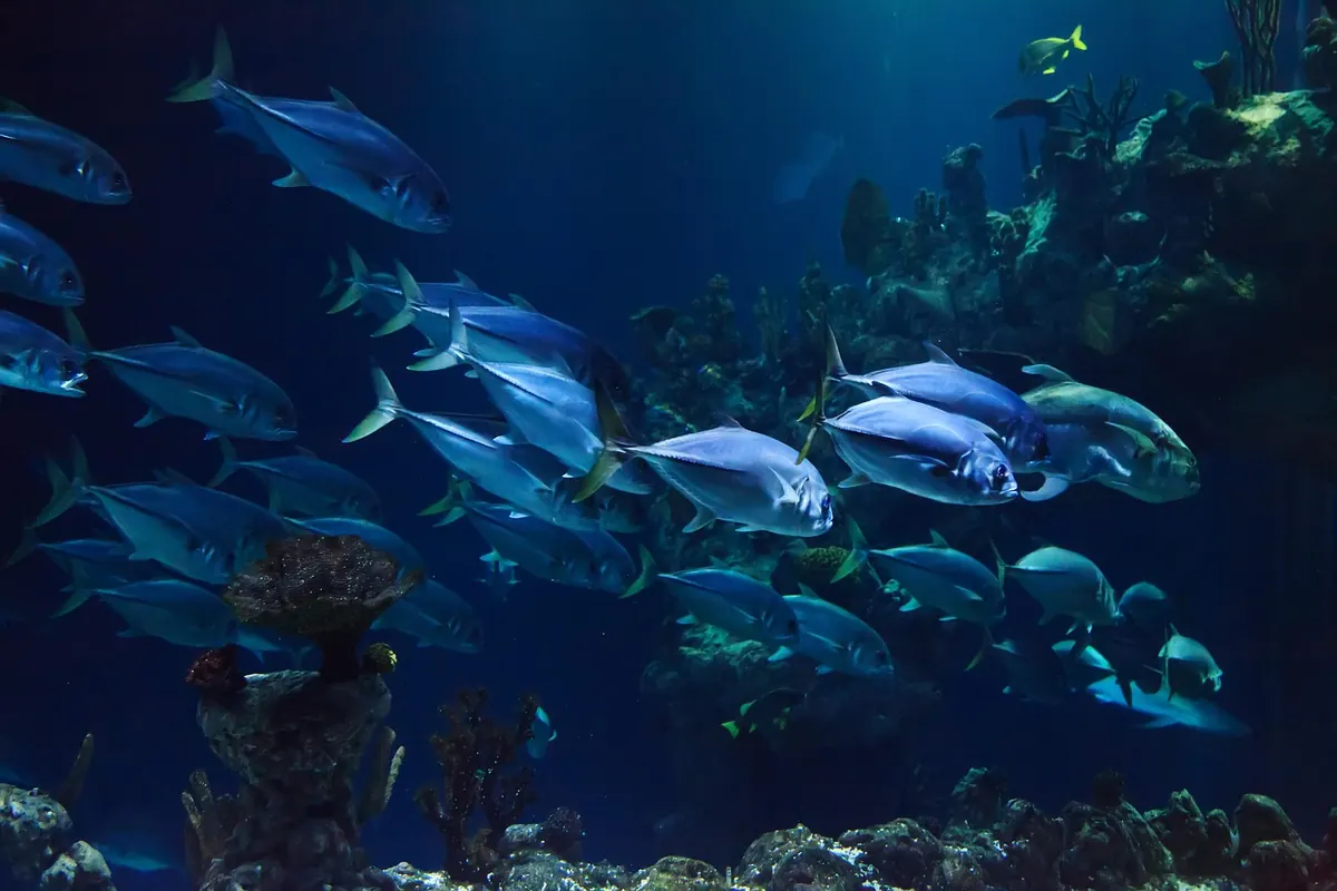Cold-Water Coral vs Tropical Reefs: How Britain's Deep-Sea Reefs Differ