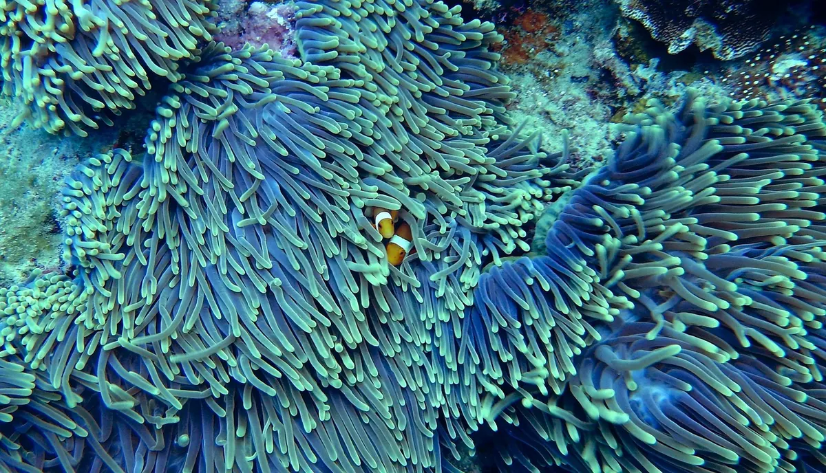 How Coral Restoration Works: Nurseries, Frags and Outplanting Explained