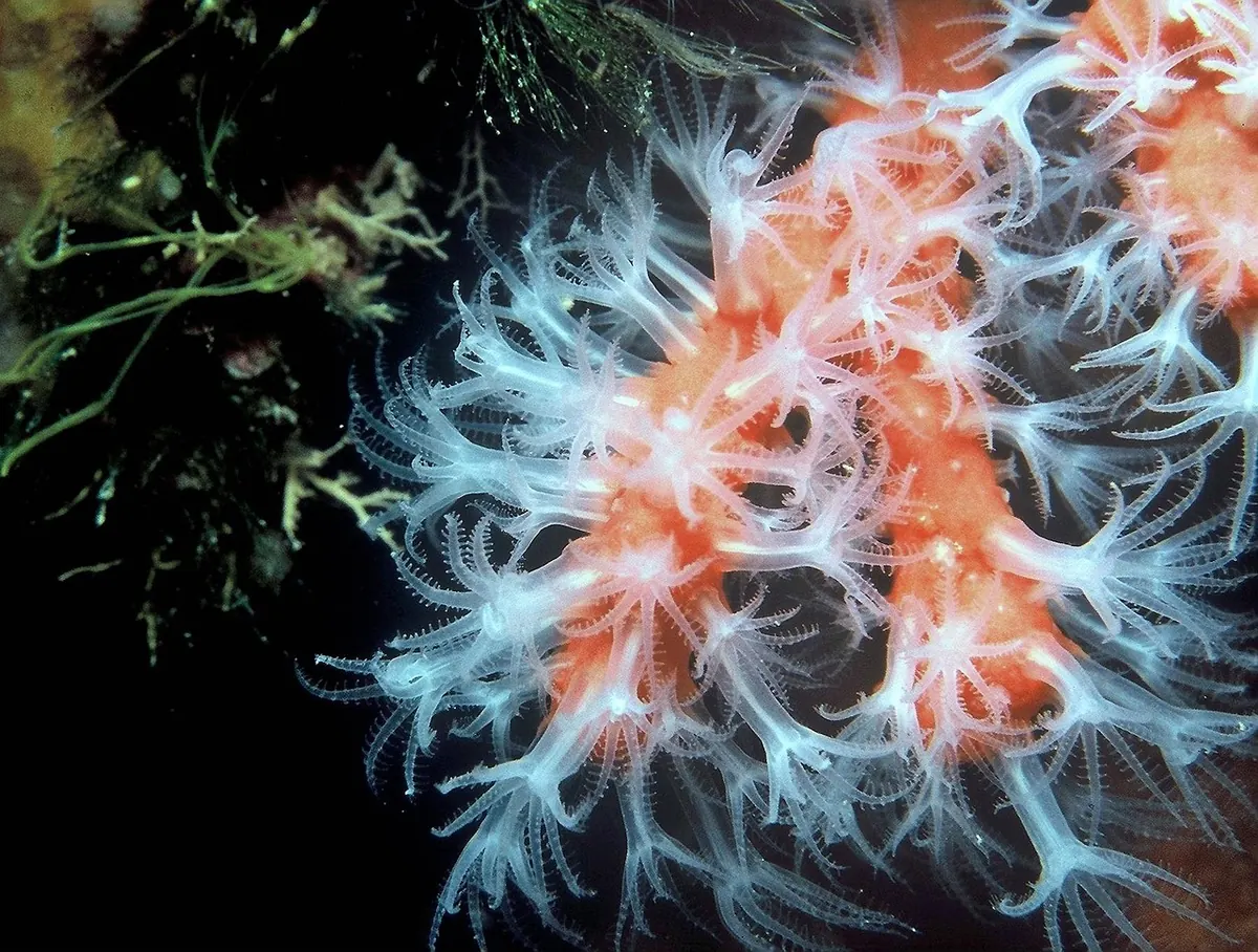 How to Identify Coral Growth Forms: 8 Shapes to Learn on Your Next Dive