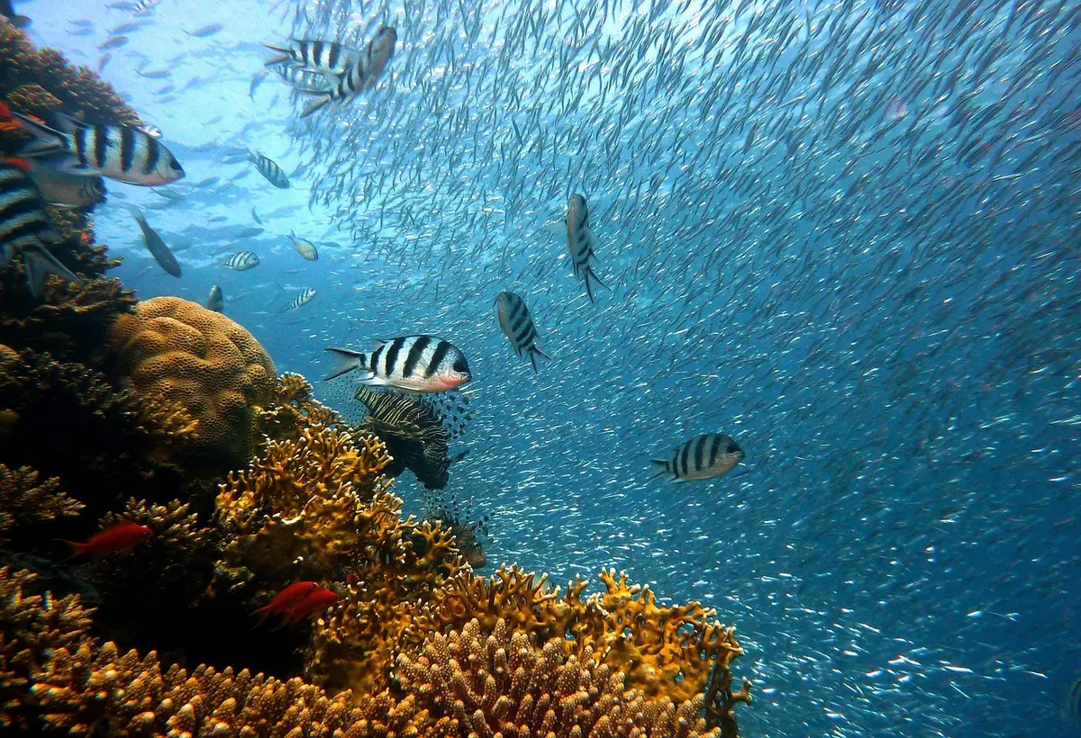 How to Volunteer for a Reef Restoration Project: Skills, Costs and What to Expect